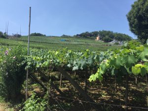 誓願寺小出ブログ用Ｈ28.7.24ぶどう